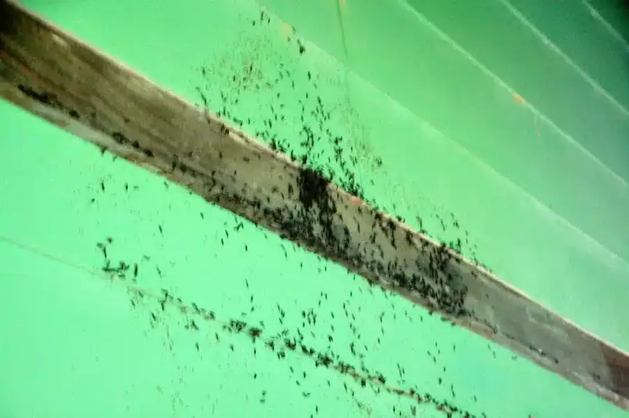 Carpenter ants on a wooden beam