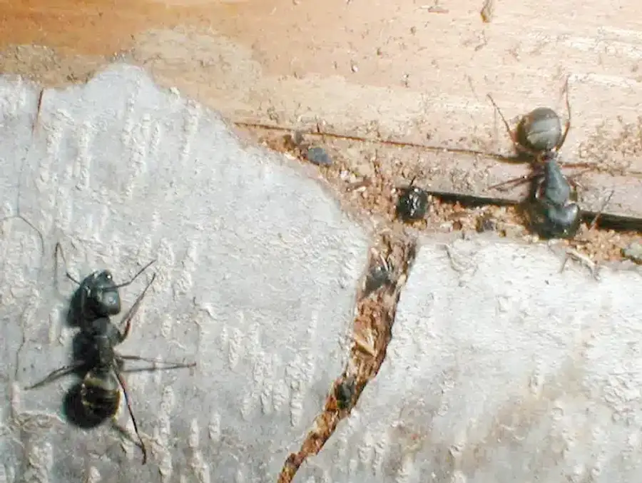 Two carpenter ants on a wooden beam showing typical wood-boring activity