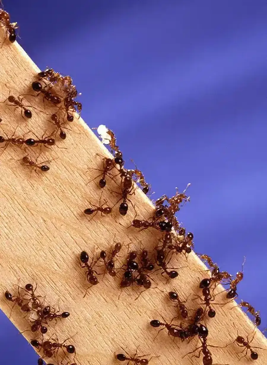 Carpenter ants on a wooden surface