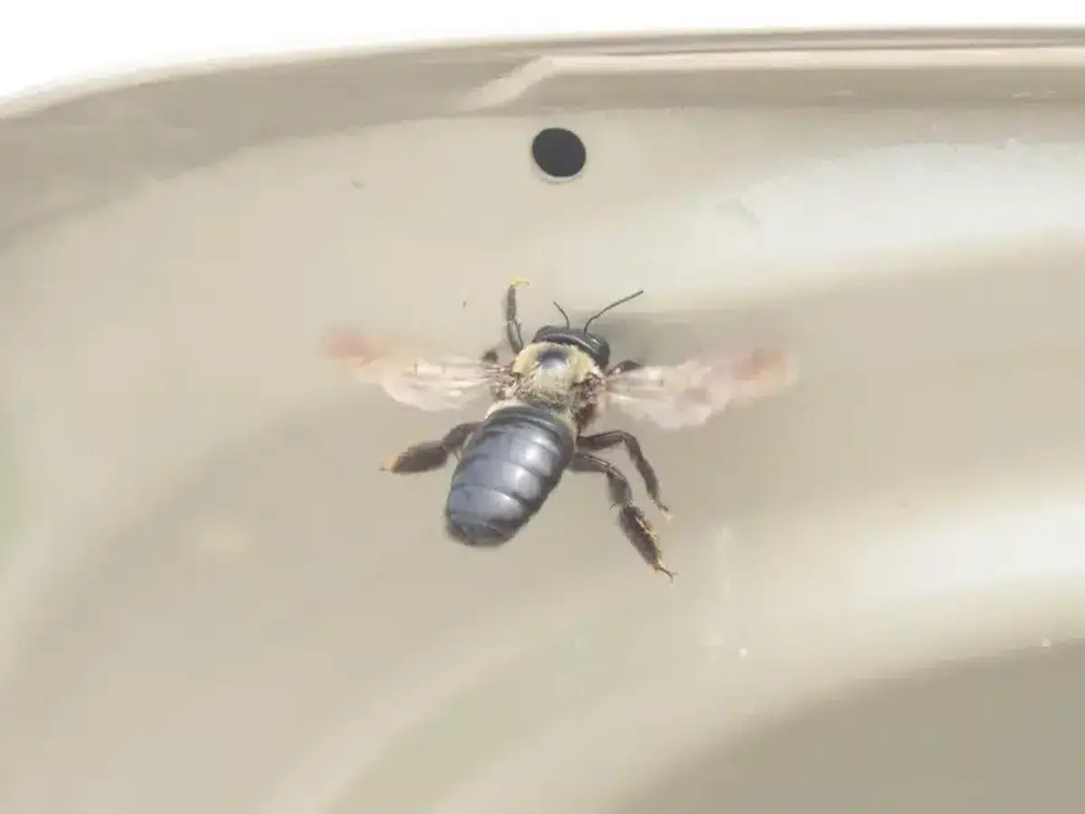 Carpenter bee entering a round half-inch nesting hole bored into a wooden board