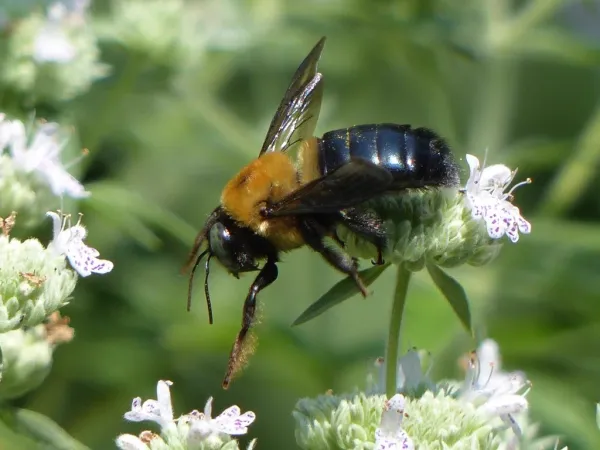 Eastern carpenter bee side profile showing shiny black abdomen and fuzzy yellow thorax on white flowers
