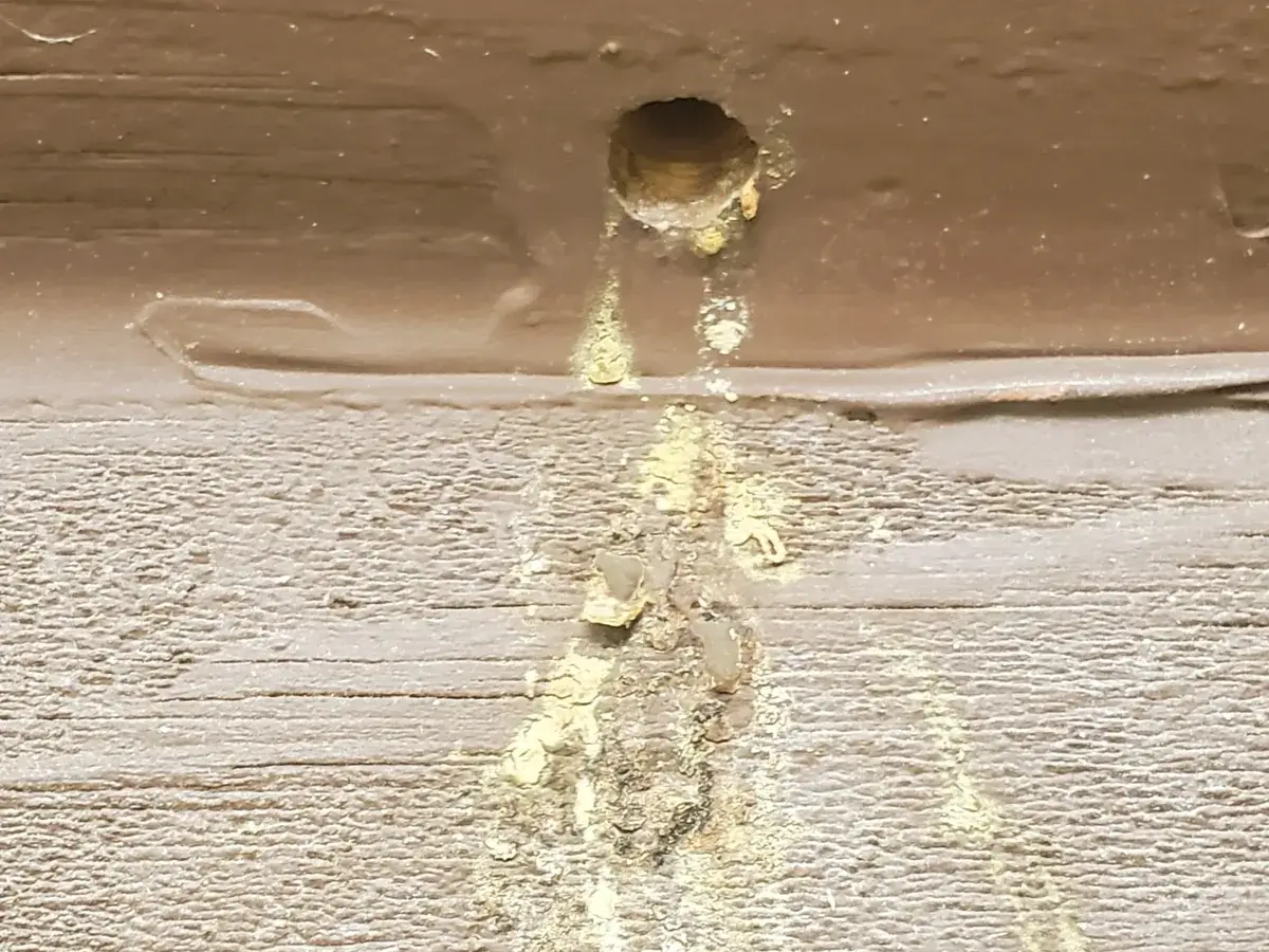 Round carpenter bee hole in brown painted wood trim with yellow streaks of bee droppings running down below it
