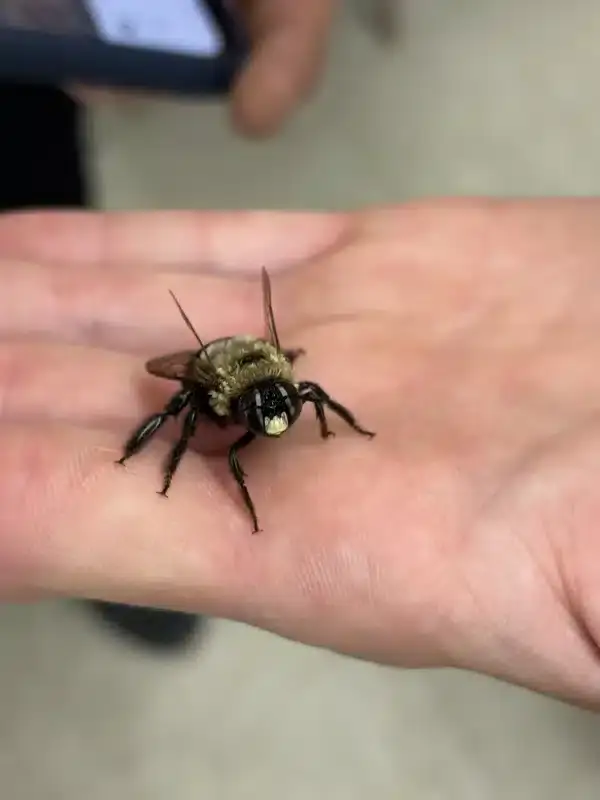Carpenter bee on hand showing size and features