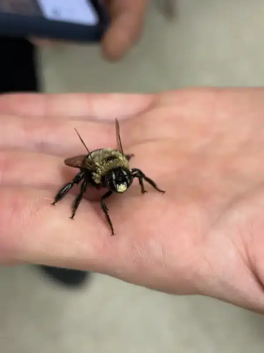 Carpenter bee held in hand showing its smooth, shiny black abdomen