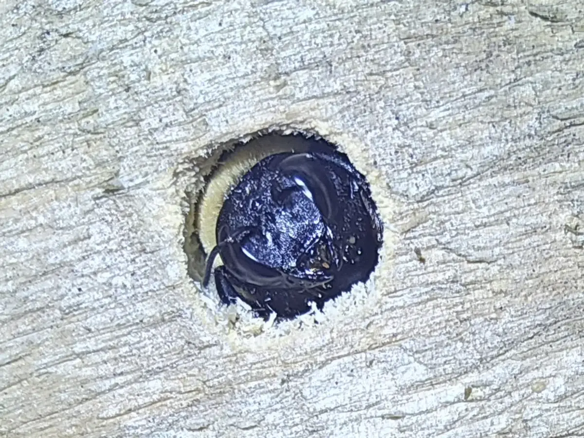 Eastern carpenter bee sitting inside a perfectly round entry hole drilled into weathered wood