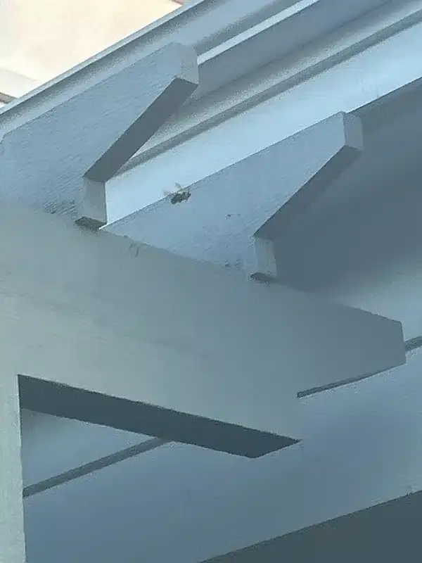 Carpenter bee near home fascia board