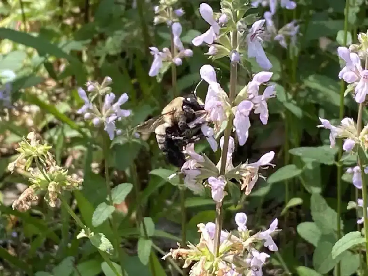 Carpenter bee foraging on purple flower