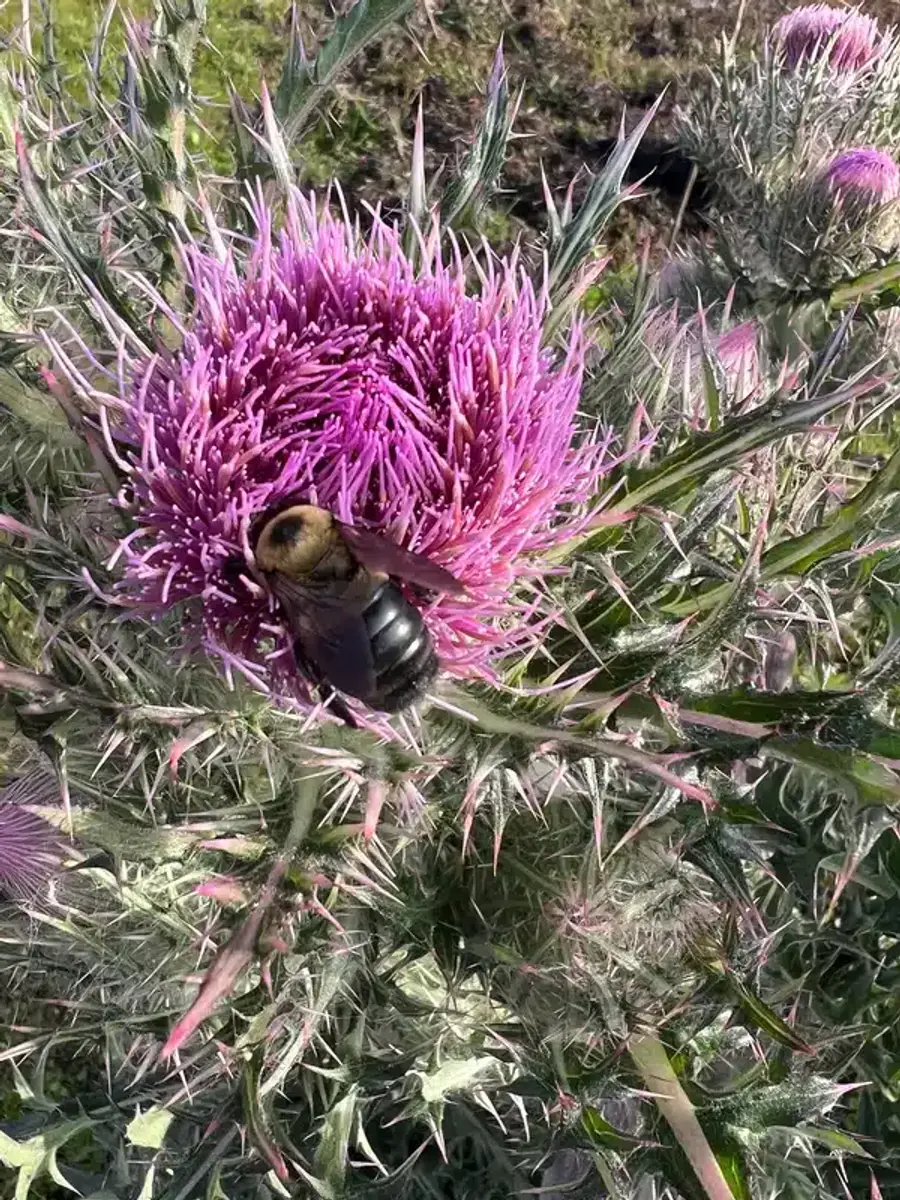 Carpenter bee on a flower showing the shiny abdomen that defines the species