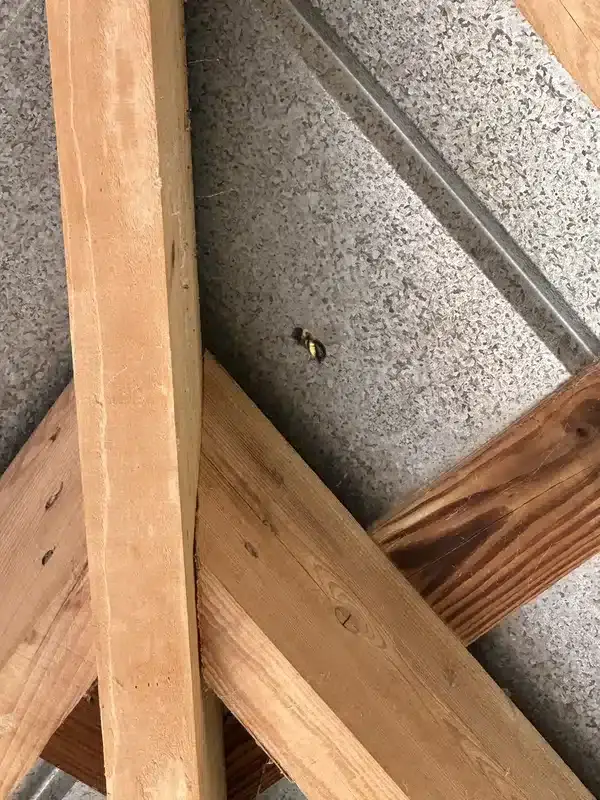 Carpenter bee on wooden deck structure
