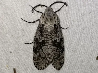 Carpenter Worm Moth