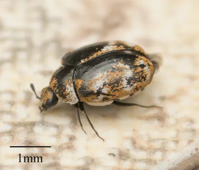 Close-up of a varied carpet beetle showing its distinctive mottled brown and tan pattern with a 1mm scale bar