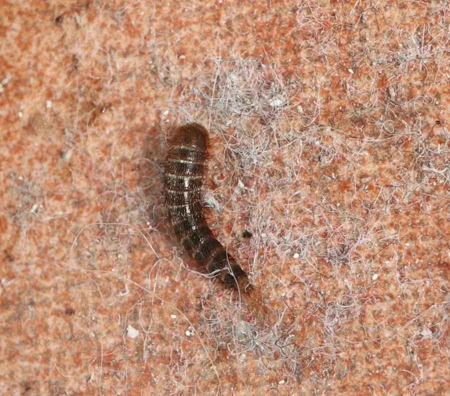 Close-up of a striped, bristly carpet beetle larva on fabric