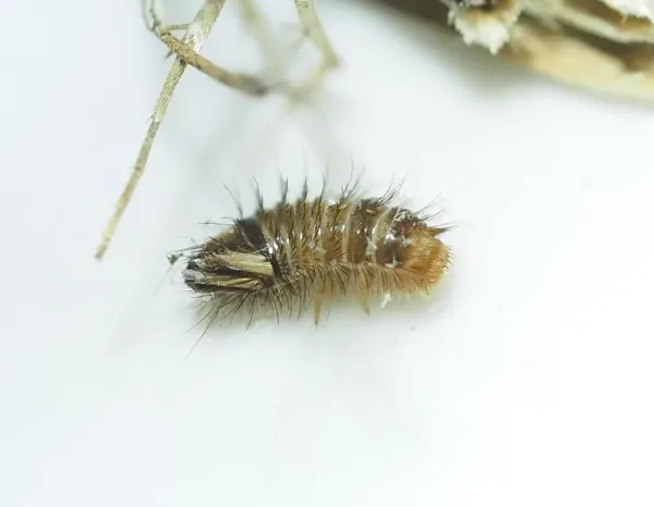 Close-up of a carpet beetle larva showing its fuzzy, bristle-covered body with distinctive banded coloration