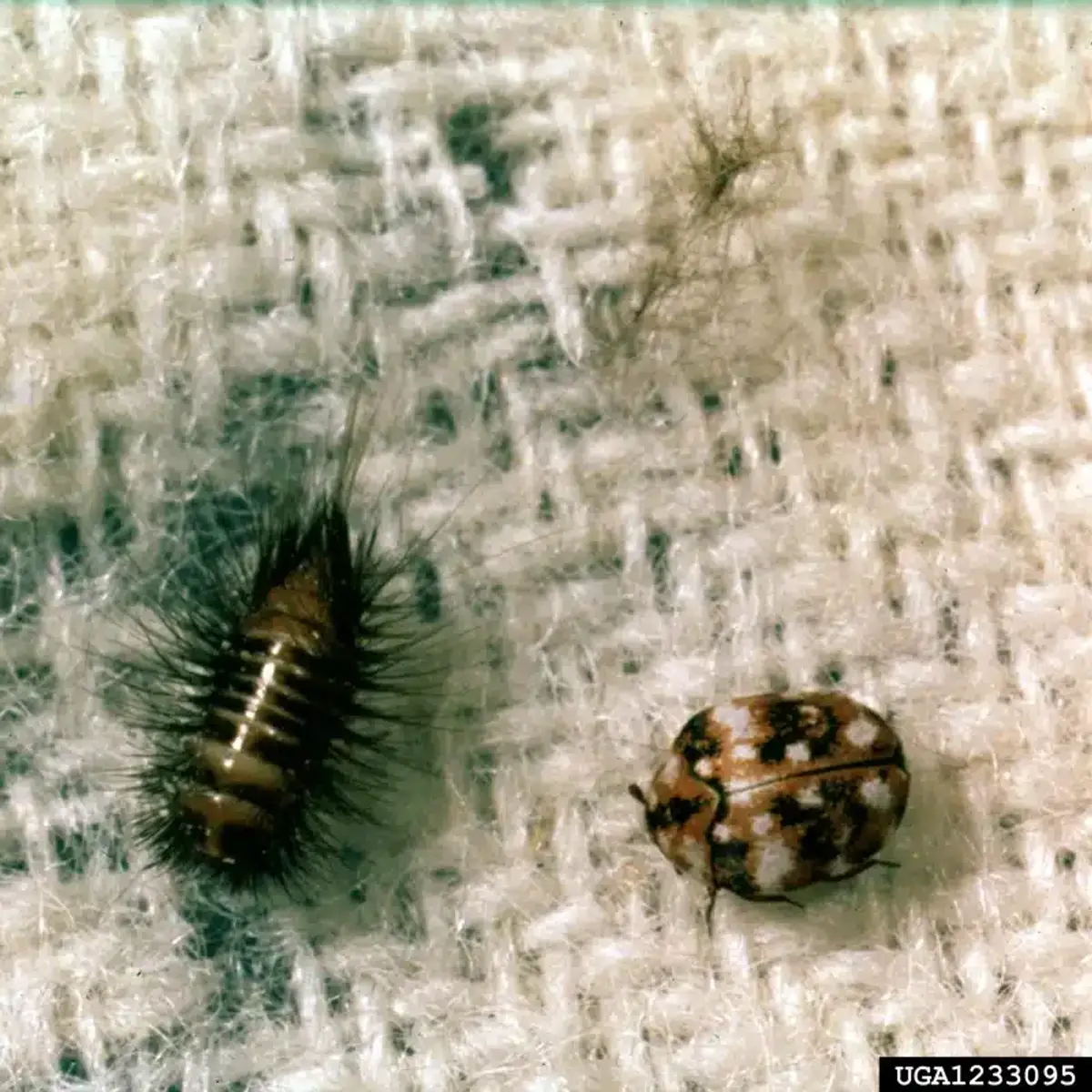 Carpet beetle larva and adult shown together for size comparison
