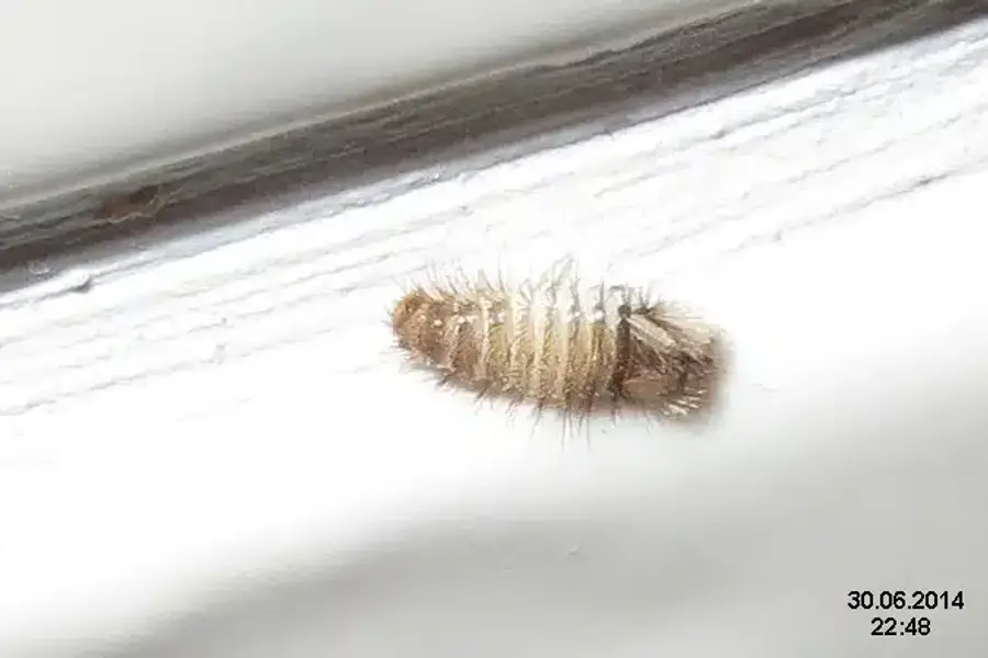 Carpet beetle larvae on a white surface