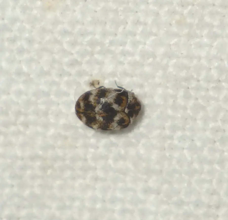 Small round spotted adult carpet beetle on light colored fabric