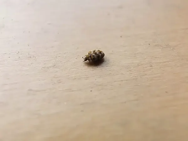 Signs of Carpet Beetles: How to Spot an Infestation