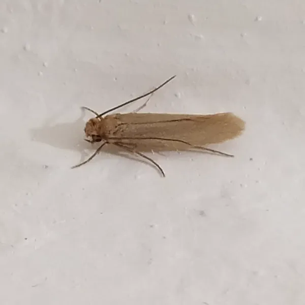 Close-up of a carpet moth showing its golden-tan coloring and characteristic narrow wings