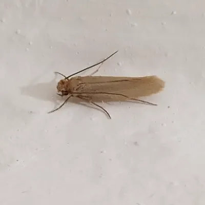 Close-up of a carpet moth showing its golden-tan coloring and characteristic narrow wings