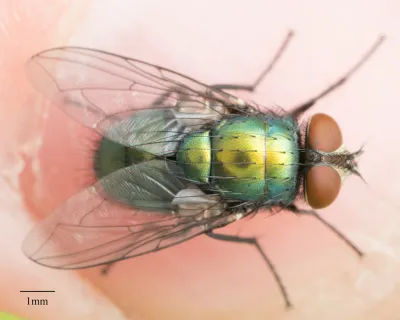 Top-down view of a carrion fly showing its metallic green body and clear wings