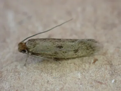 Side view of a casemaking clothes moth showing its characteristic tan-brown wings and elongated body shape