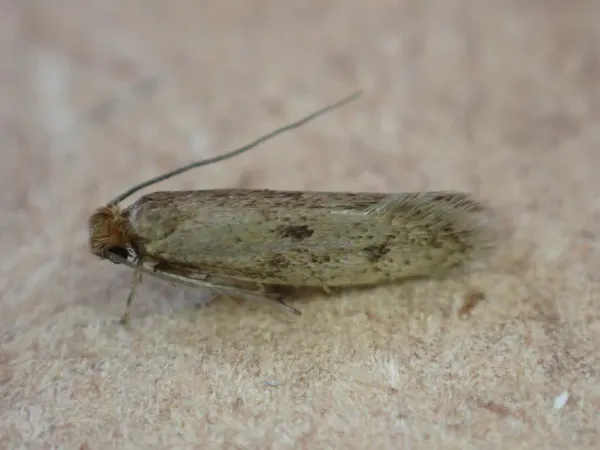Side view of a casemaking clothes moth showing its characteristic tan-brown wings and elongated body shape