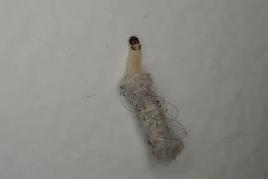 Casemaking clothes moth larva inside a tube-shaped case covered in fabric fibers
