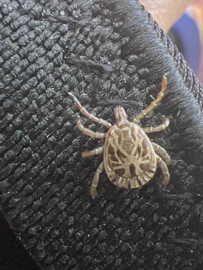 Close-up of a Cayenne tick showing ornate tan and brown markings on its scutum