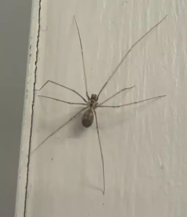 Spiders in Basement: Why They're There & How to Remove Them