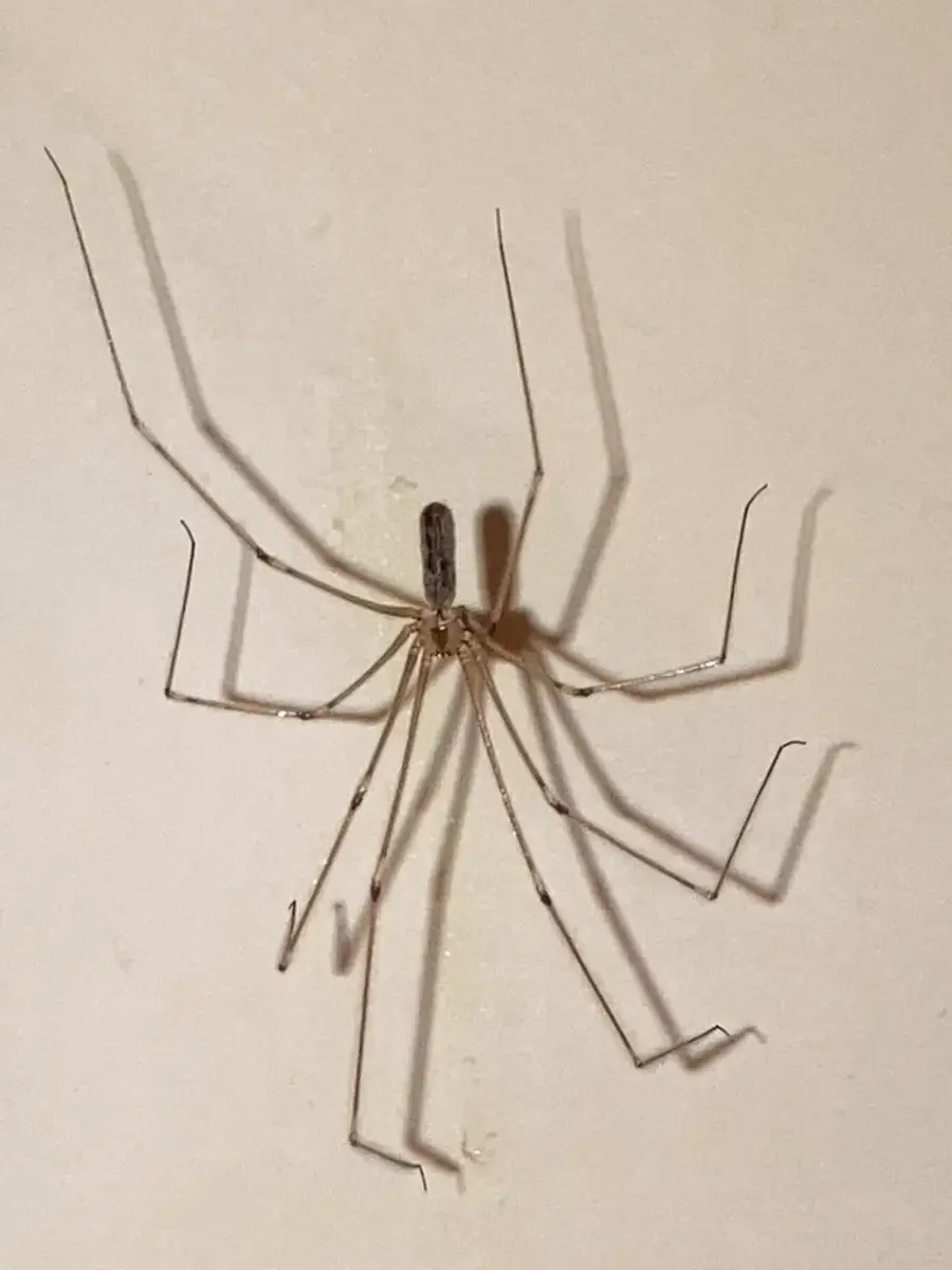 Cellar spider with a small body and very long thin legs hanging in its web