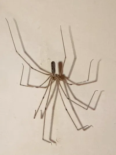 Long-bodied cellar spider showing characteristic extremely long thin legs and small cylindrical body on wall