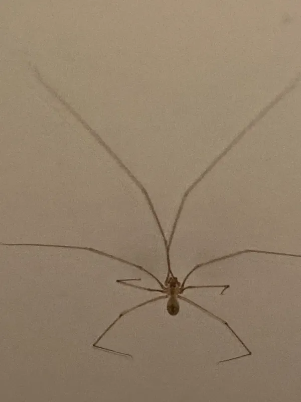 Long-bodied cellar spider showing characteristic thin legs and small body on white wall