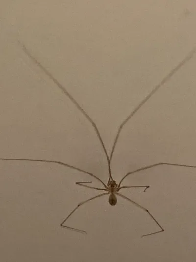 Long-bodied cellar spider showing characteristic thin legs and small body on white wall