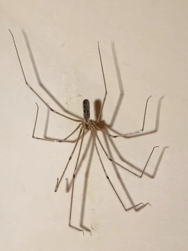 Long-bodied cellar spider showing characteristic extremely long thin legs and small cylindrical body on wall