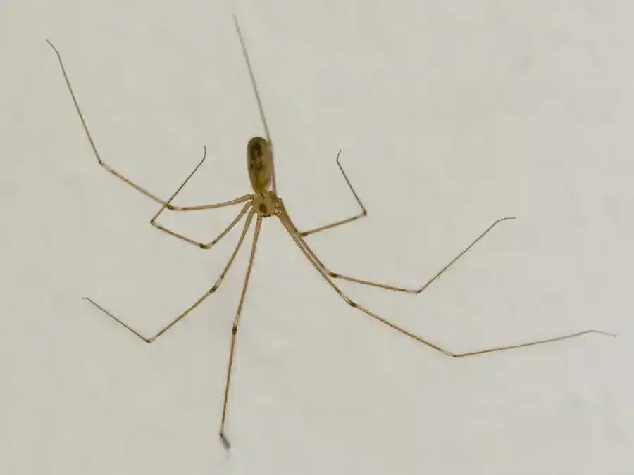 Cellar spider on white background showing distinct body segmentation and waist