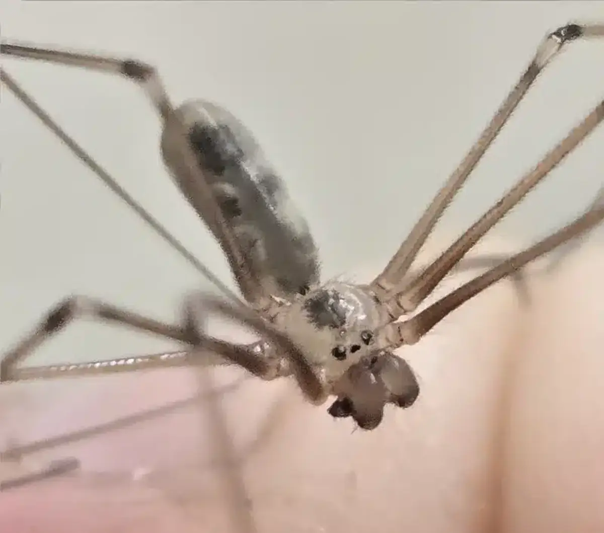 Extreme close-up of cellar spider face showing its multiple eyes and mouthparts