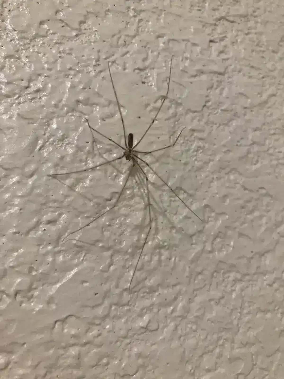 Cellar spider positioned on a basement wall