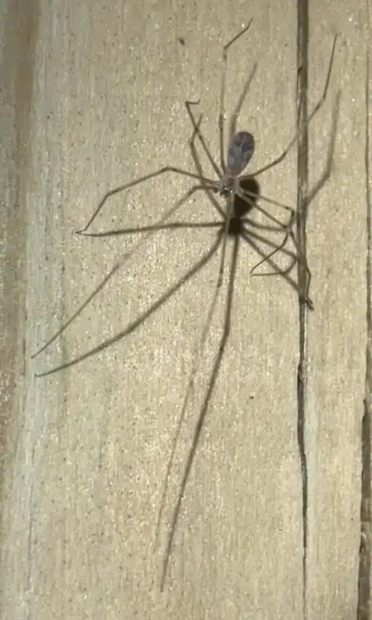 Cellar spider on wood surface showing body and leg positioning