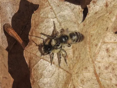 Cellophane bee resting on a dried leaf showing distinctive striped abdomen