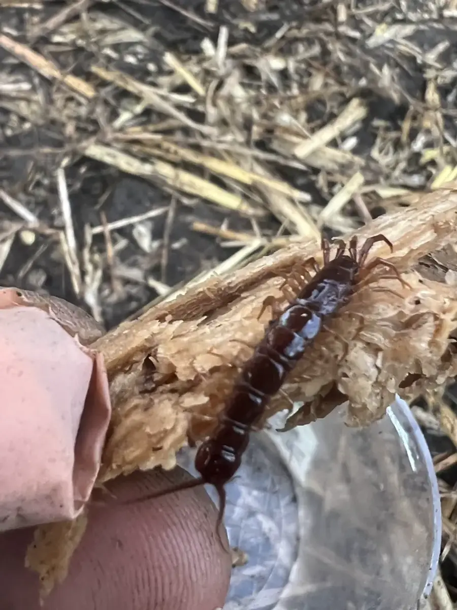 Centipede showing flat body and long legs