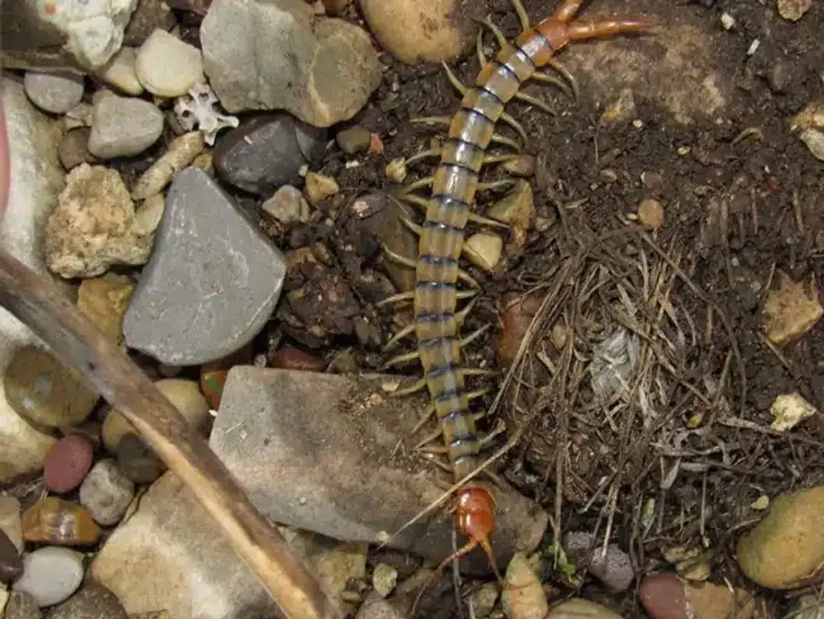 Multi-legged arthropod on ground with stones showing body segmentation