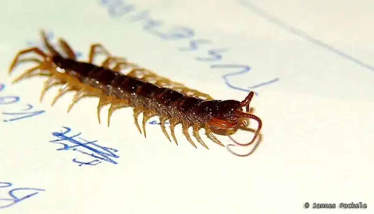 Centipede crawling on paper