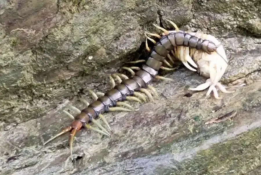 Centipede crawling on a rocky surface