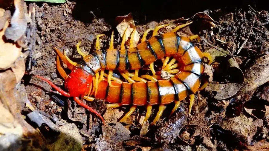 Centipede on soil and leaves in its natural outdoor habitat