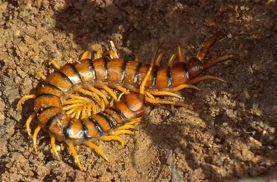 Centipede crawling on soil