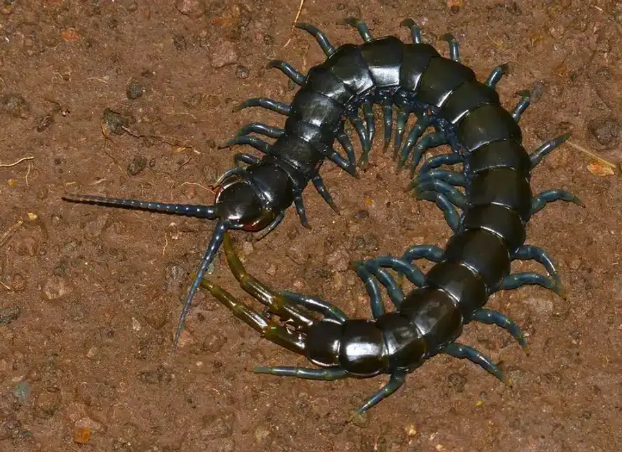 Centipede crawling on soil showing its many legs and flat body