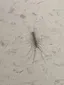 Centipedes