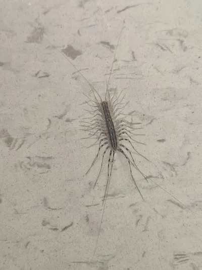 House centipede with long banded legs on a wall surface