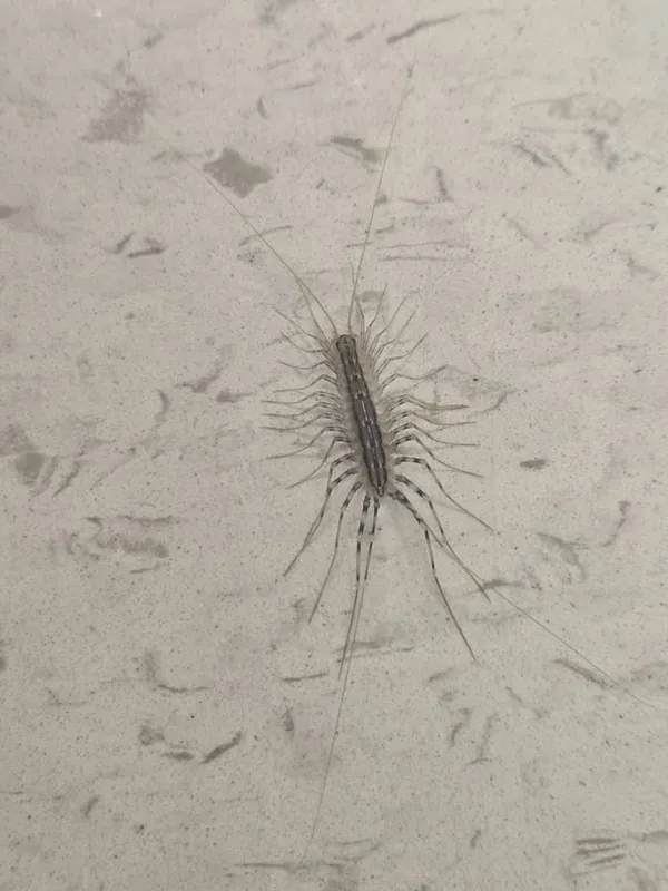 House centipede with long banded legs on a wall surface