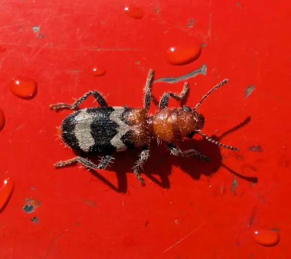 Top-down view of a Thanasimus dubius checkered beetle showing its hairy reddish front half and black wing covers with wavy pale bands
